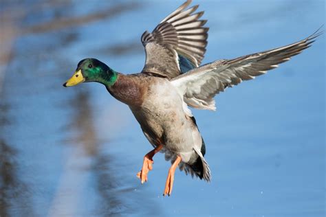 WVDNR announces important migratory game bird season dates.